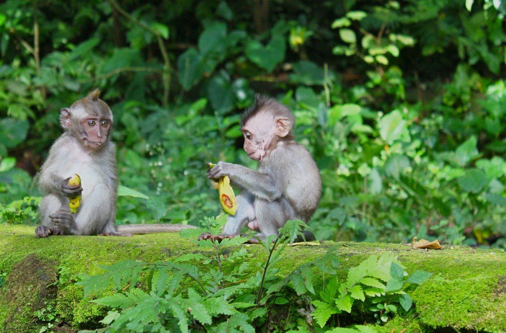Monkey forest at Ubud, having good time with monkeys, in Ubud, Gianyar regency Bali - Indonesia - Mari Bali Tours 