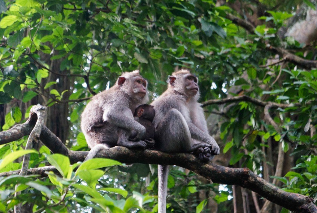 Monkey forest at Ubud, having good time with monkeys, in Ubud, Gianyar regency Bali - Indonesia - Mari Bali Tours 