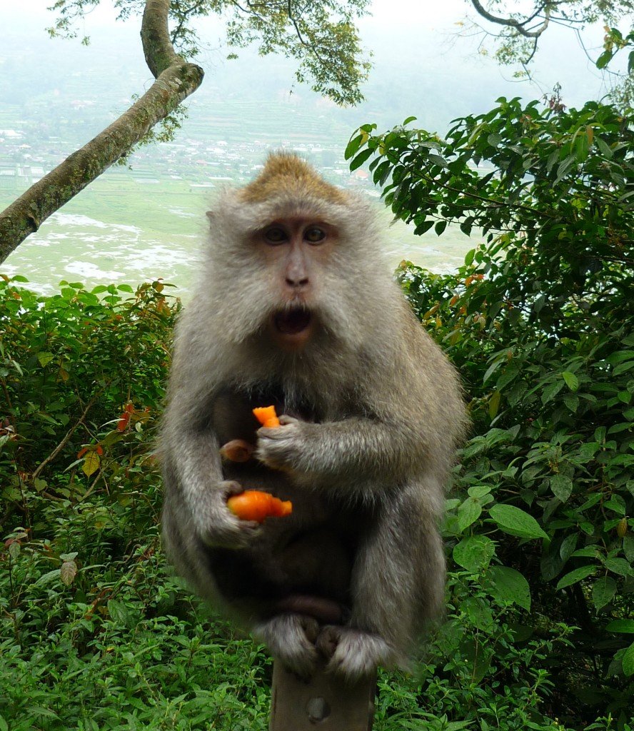 Monkeys at Pancasari village, near twin lake, Singaraja regency - Bali Hello Travel 